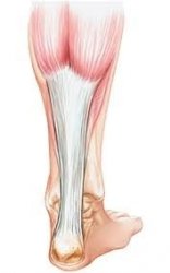 Schéma du tendon d'Achille